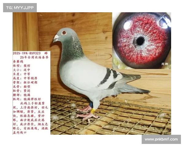 台湾2020春季北海赛鸽比赛