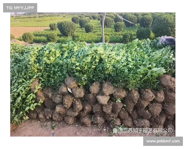 最近以毛球赛事_最近以毛球赛事为主